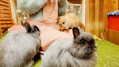 🐰 토끼 카페 모프 렐 (Bunny Cafe Moff Rell) 이미지 2
